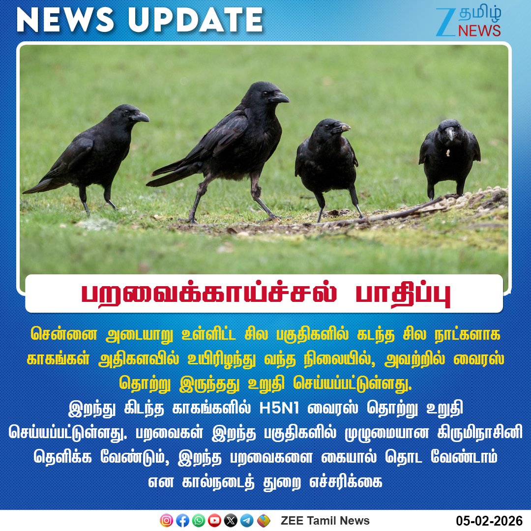 ZeeTamilNews's tweet photo. #NewsUpdate | பறவைக்காய்ச்சல் பாதிப்பு
#ZeeTamilNews | #Crow | #Chennai | #CrowDead https://t.co/DECZmeIGgZ