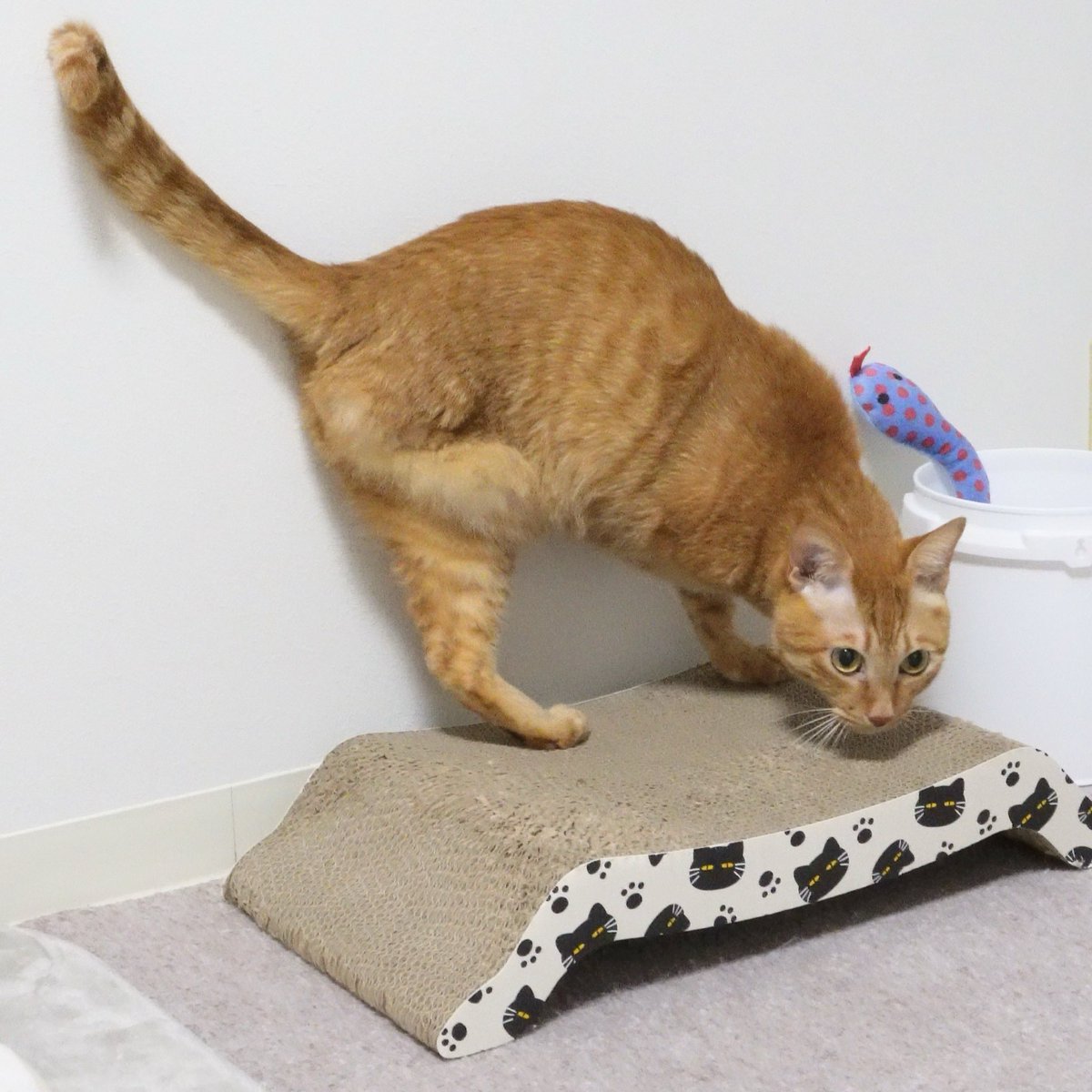 にゃんちゅー (@Nyanchu_1011) / Posts / X