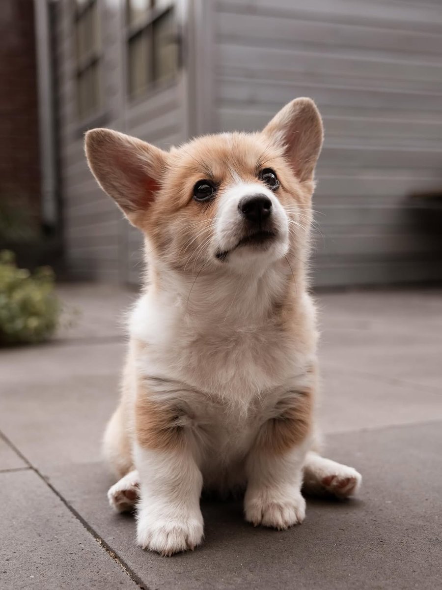 JosephineK1761's tweet image. Awesome photo😍😍❤️❤️
#HappinessIsACorgi #CorgiPlay #BestBuddies #CorgiSniff #CorgiPaw #PrincessWelshCorgi