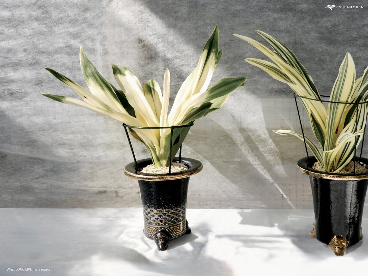 春光園 / SHUNKOUEN info (@shunkou_en) / Posts / X