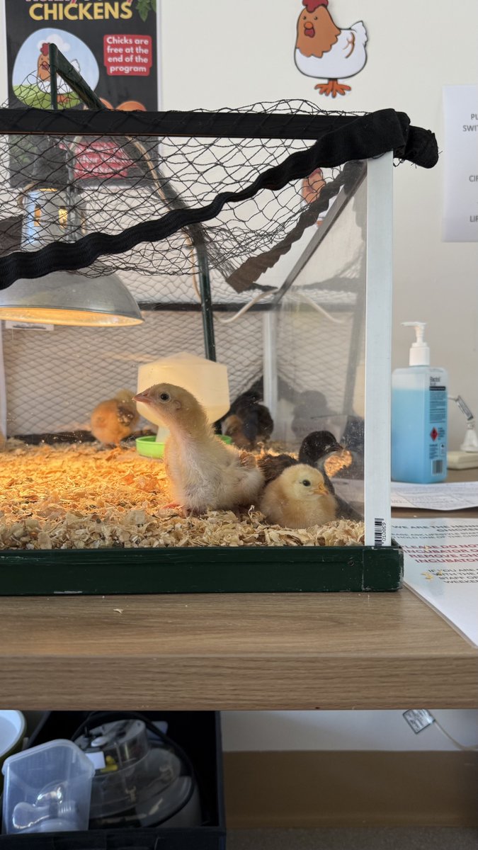 mitzyelliott's tweet photo. I visited with Mum in #ResiCare today.
They had a little baby chicken farm so we sat and watched them after lunch. They are SO cute 🥰 🐣🧡 https://t.co/C3ksQdUuIU
