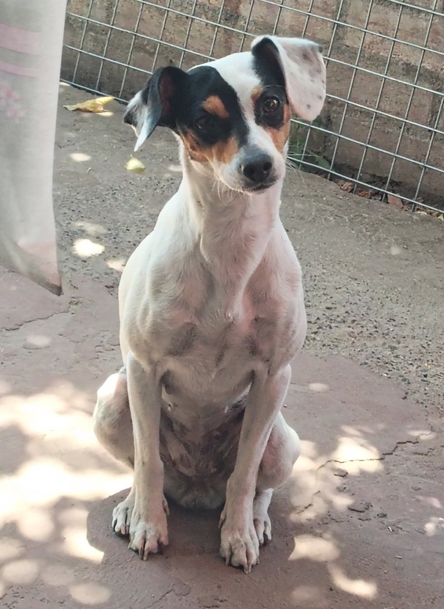 No pierden la esperanza de encontrar a Laury. Perdida el 11 de diciembre en el sector de La ciudad del sol. Se perdió mientras estaba embarazada y, desde entonces, no han dejado de buscarla. Si alguien la ve, por favor retener y comunicarse al +56959894678. Favor RT!
#PuenteAlto