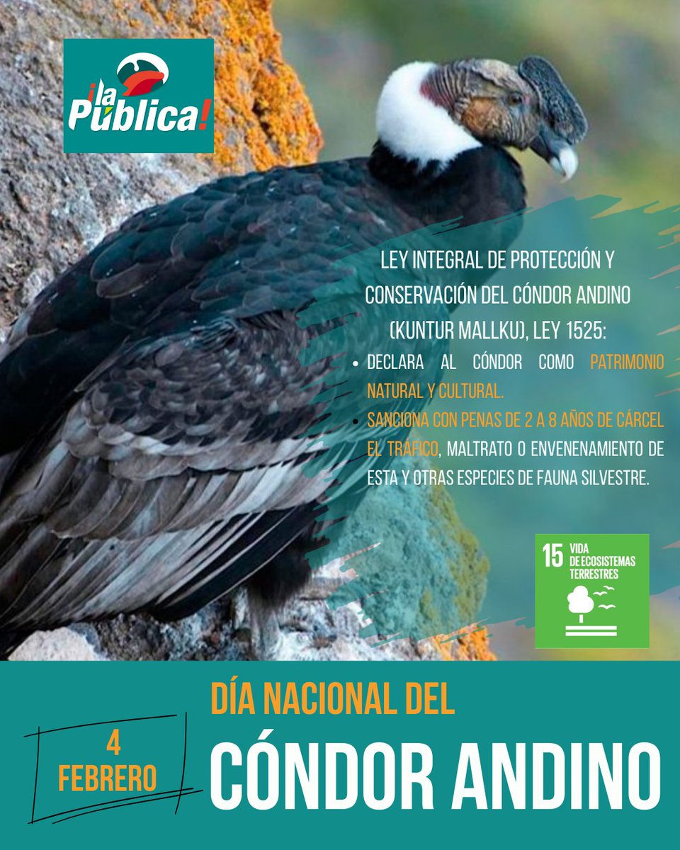 La Pública BO tweet media