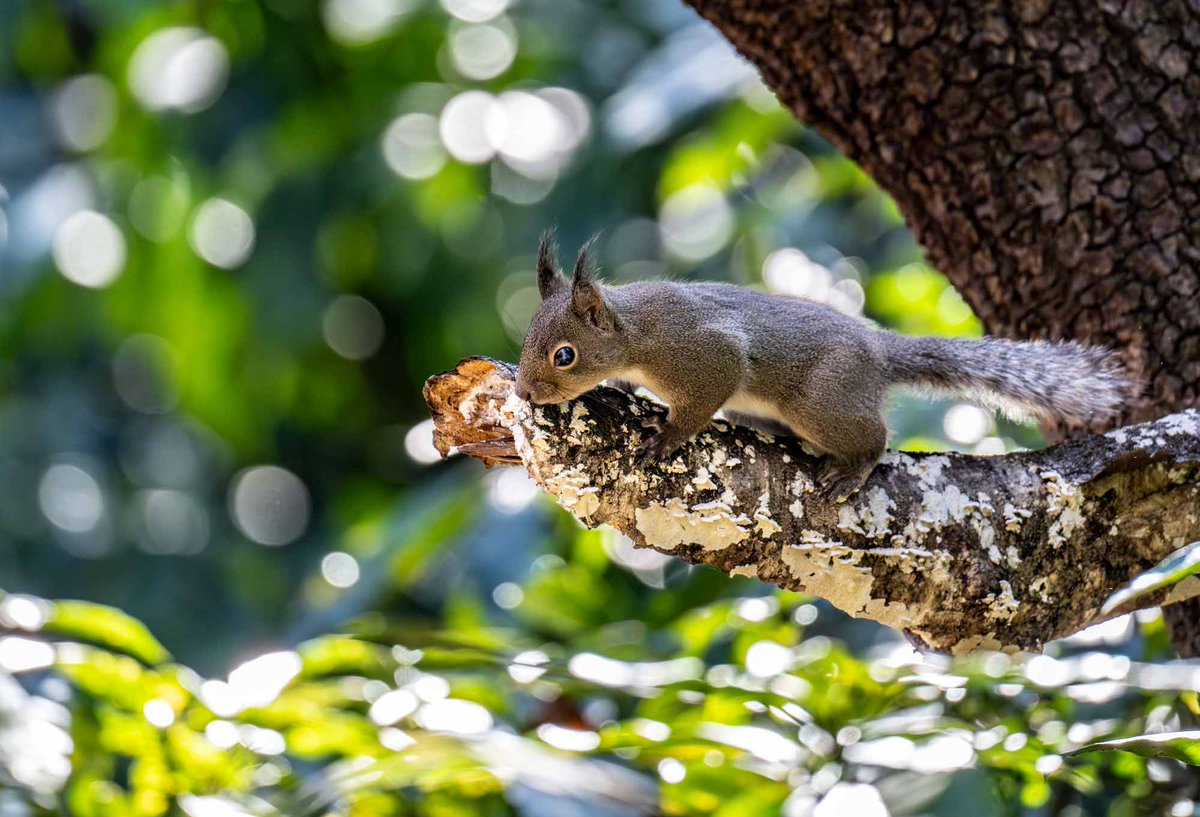 春の兆し
昨日が立春、日差しが暖かく感じます。リスも光の中
＃ニホンリス　＃春の兆し　＃立春