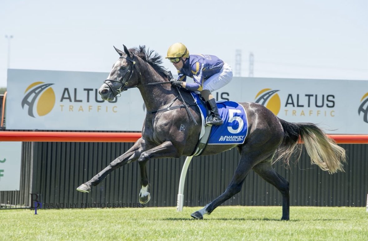 Strong Bloodstock tweet media