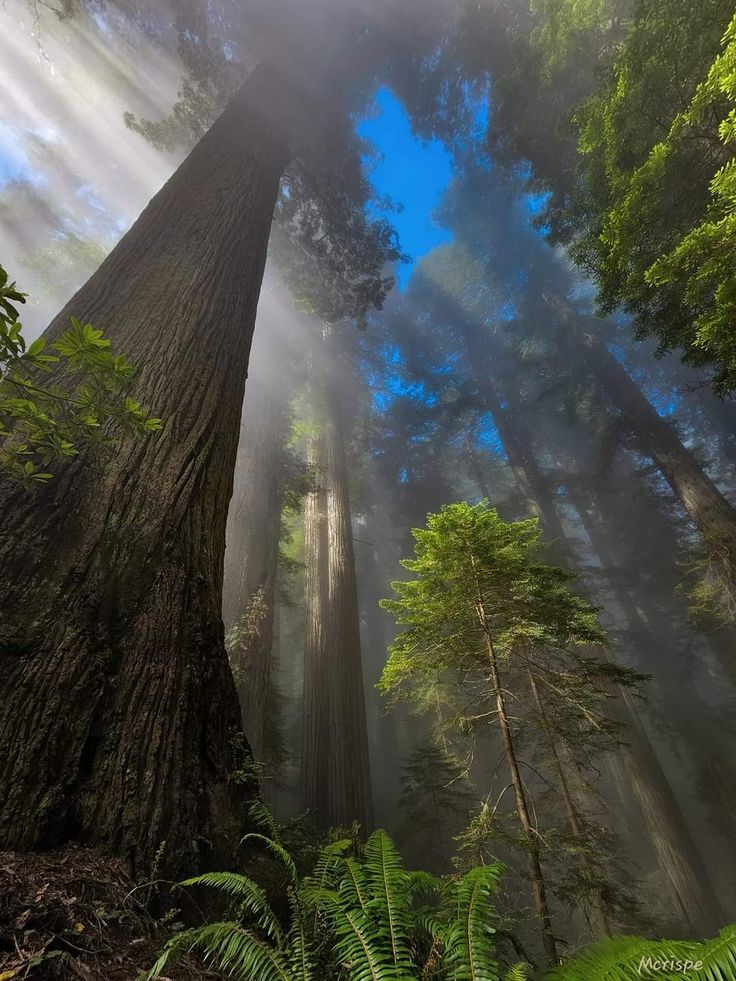 greenvibe's tweet image. 