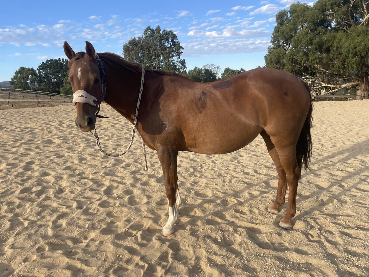 aurorasponies's tweet photo. got a cute pony at least ig https://t.co/jHp5I6ocGP
