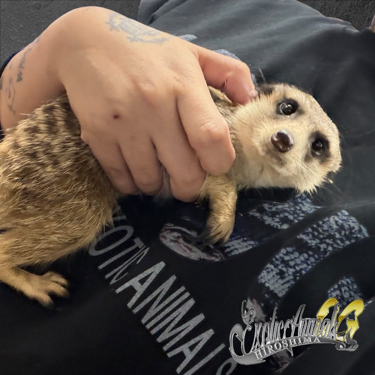 OG Hiroshima 五日市に移転しました！ (@exoticOG2) / Posts / X