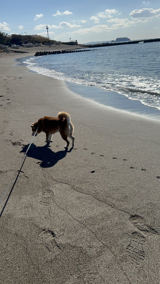 海最高だぜ〜〜🐶のお顔