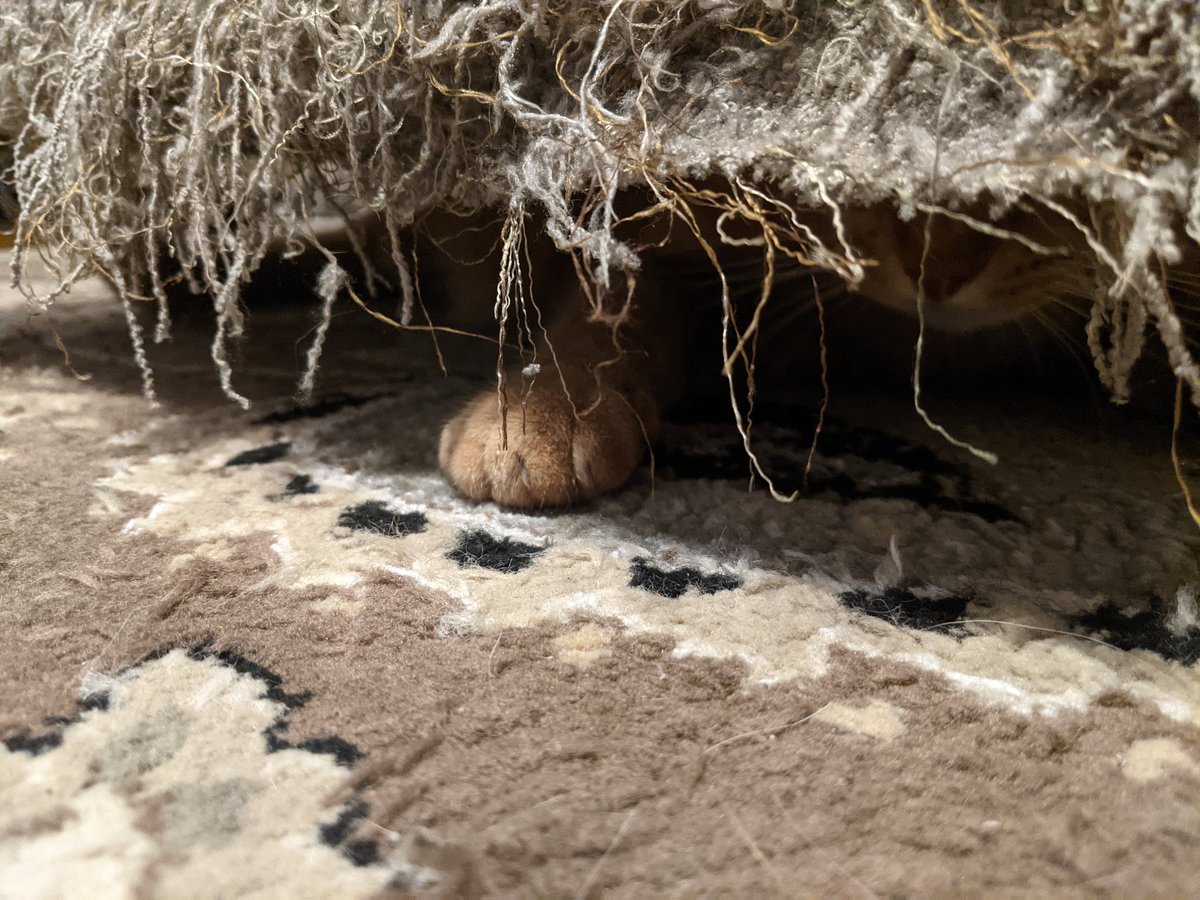 Chelie_R's tweet photo. Hmm... I wonder where could he be? 
😆 https://t.co/r3SSeXU3nz