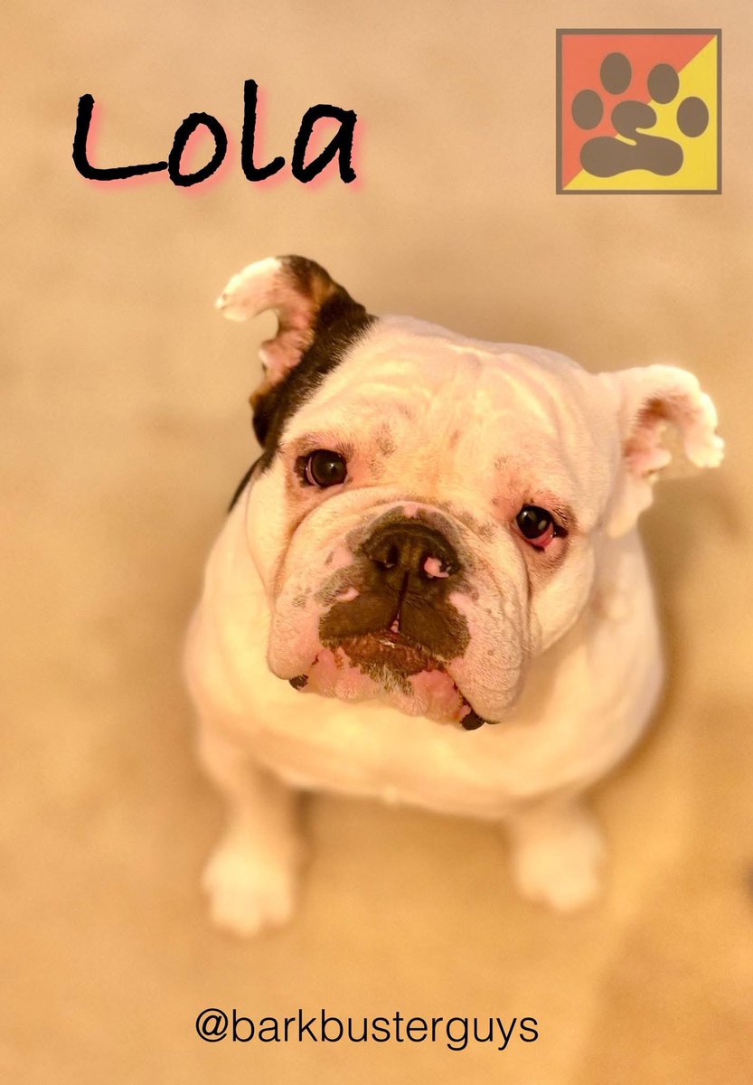 Lola, you must feel incredibly fortunate to have found a family that believes in you and is dedicated to empowering you to become the best version of yourself.
Trust them both they need you as much as you need them! ❤️

#treatfreeforcefreedogtraining
#dogtrainernearme #yegdogs