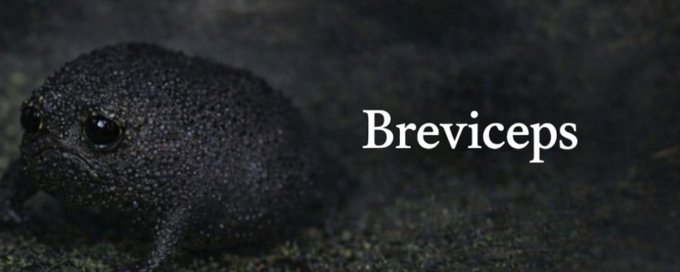 is this not the best animal runner for the bear market?

this instagram post showcasing a "black rain frog" also known as "Breviceps is going extremely viral for its sad expression 

this represents everyone in crypto right now

they always say the next pepe spawns in these