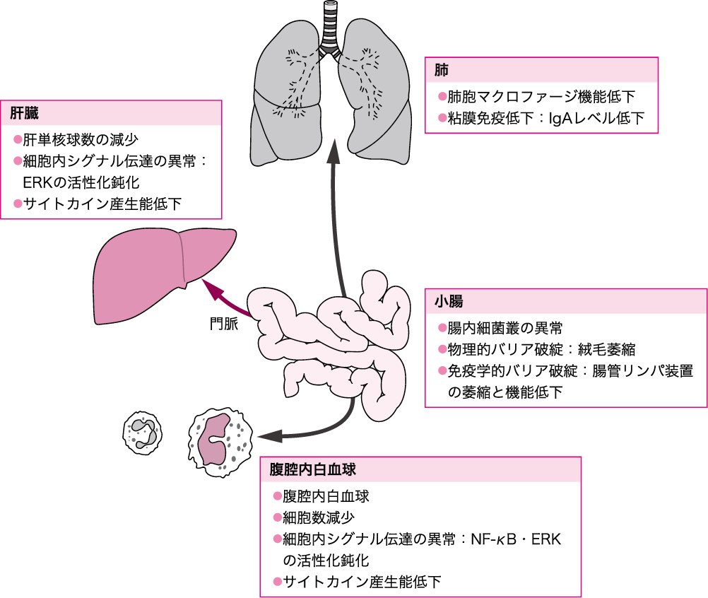 cure378's tweet photo. 腹八分に抑える、消化に負担が少ないものを選ぶ、よく噛むのは胃腸ケアにはなっても、食べなければ胃腸が休むというのは、胃腸炎でもなければ逆効果になることが多い。食べなければ消化管の仕事がゼロになるのではなく、エネルギー供給源を切らさないために別ルートが忙しくなる。

まず、食事由来の糖が入ってこないと、血糖を維持するために肝臓が動き、肝グリコーゲンの分解で当座をつなぎ、それが枯れてくると糖新生へ乳酸・グリセロール・アミノ酸などから糖を作る工程で、材料の動員と変換にコストがかかる。しかも材料としてアミノ酸が増えると、身体は筋や組織を切り崩して燃料に回すようになり、供給システムが切り替わる。

この切り替えを押すのがストレス系のホルモンで、低血糖気味になったり、エネルギー不足の信号が立つと、カテコールアミン（アドレナリン等）やコルチゾールが動員されやすくなったり、消化管側でも、食べないことがそのまま休息になるとは限らず、腸はバリア機能を維持するために、粘液、上皮のターンオーバー、免疫（IgAなど）に常時エネルギーを使っていて、栄養が少ない状態が続くと、この維持コストを賄いにくくなり、粘膜の防御が逆に弱る。

もちろん人間と動物の代謝は違うけど、動物でも絶食が安全ではないの代表例が猫の肝リピドーシスで、猫は数日食べない状態（食欲不振・絶食）が続くと、体脂肪を急速に動員して肝臓に脂肪が流れ込み、肝臓が処理しきれず脂肪が肝細胞に蓄積して機能障害を起こしやすい。

現実的には、胃腸を楽にしたいときほど、食べないのではなく、かなり負担を小さくして完全には抜かないが合理的になりやすいです。