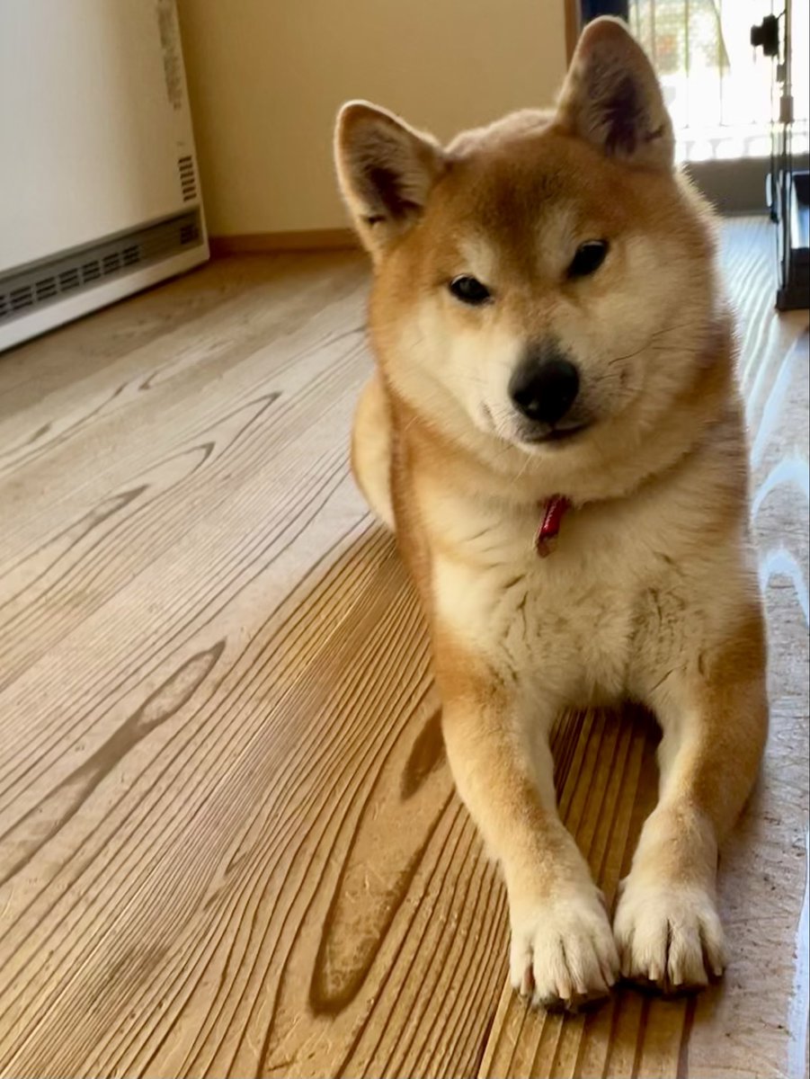 nitatominnna's tweet photo. 置き配してくれる時の玄関先の物音にめちゃ吠えたので、「だーめー」って低めの声で言ったら、すごい不服そうな顔してた。

🐕「家を守ったんだが。何か問題でも？」

はい…、すいません…。

#番犬としては優秀
#元保護犬　#黒猫　#ミニウサギ https://t.co/VlgwdthBiv