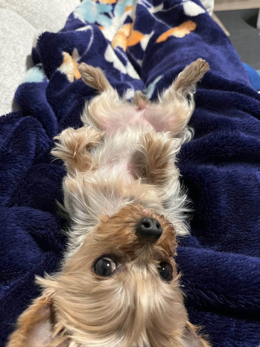 ヨークシャテリア