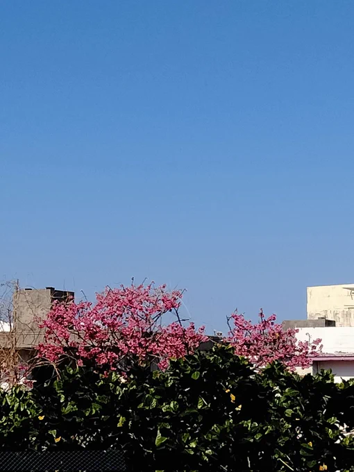 いい天気 桜咲いてるハンディファン持ってきてよかったかも