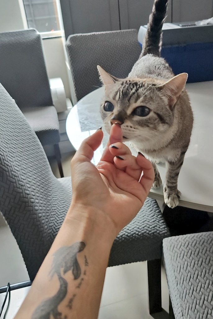 chicorinha_'s tweet image. Assuntos urgentes ⚠️⚠️⚠️⚠️