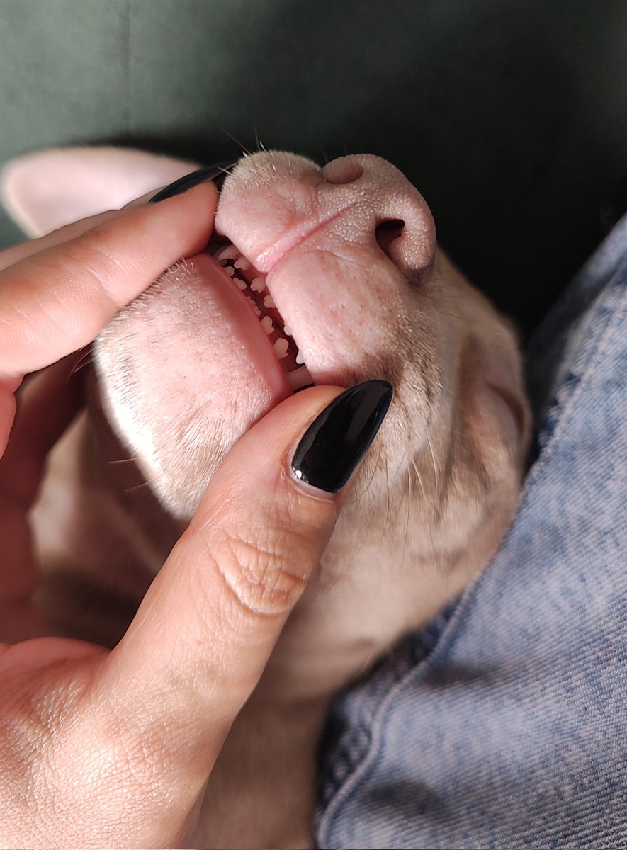 chicorinha_'s tweet image. Assuntos urgentes ⚠️⚠️⚠️⚠️