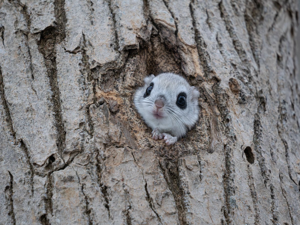 slashslashphoto's tweet photo. ももんがだもん。
#エゾモモンガ 
北海道の動物写真家です。
可愛いと思ったらフォロー＆リポストしてね♪ https://t.co/AMSJb4qe3I