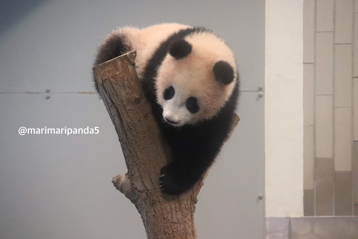 まりまり☆パンダ (@marimaripanda5) / Posts / X