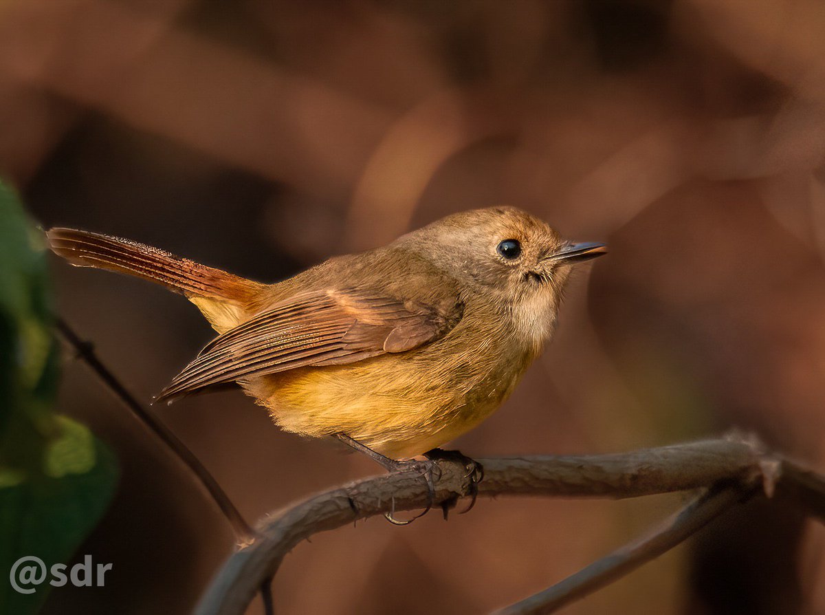 sanshali1's tweet photo. Slaty blue Flycatcher in the morning light. #Sattal #nikonz8 #IndiAves #BirdsSeenIn2025 #birdphotography #Flycatcher #Himalayanbirds #birdphotography #birdwatching #nature https://t.co/I71aT1P3Bb