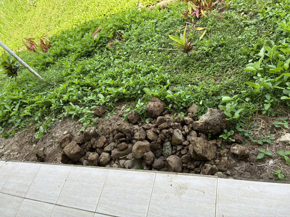 hiro_btg's tweet photo. 殺風景な裏庭に観葉植物を植えてみました。ほんの少しの地面を耕しただけですが石がゴロゴロ出てきて筋肉痛になりました。 https://t.co/3tM27iufle