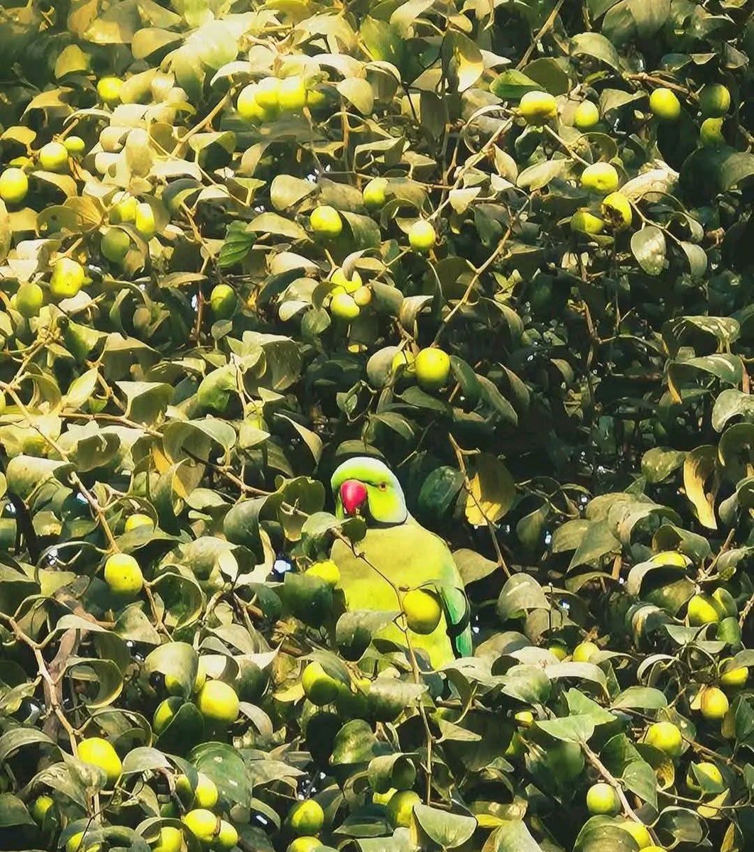 बैर के पेड़ों पर बच्चो की शरारतें नहीं बरसतीं है

प्रकृति की मिठास को अब प्रकृति ही सँभालती है