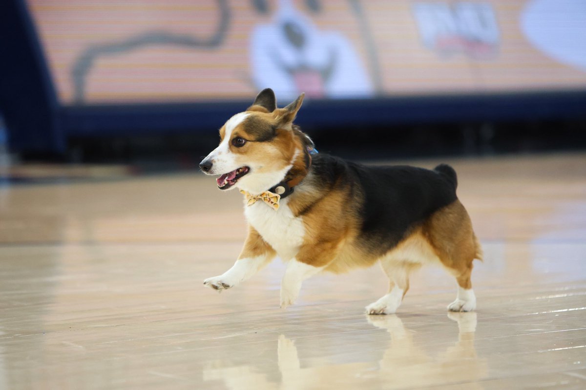 Stephen Morrison tweet media