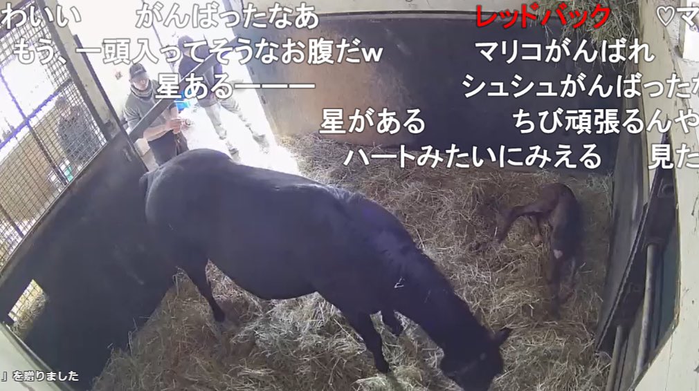 realdabista2525's tweet photo. 【ご報告】
シュシュブリーズがかわいい牝馬（父パレスマリス）を出産いたしました。
詳細はまた追ってご報告いたします。
まずは定点放送でお楽しみください。

▼ご視聴はこちら
https://t.co/woTnN1QP07

#リアルダビスタ https://t.co/W2cSdxa7Gp