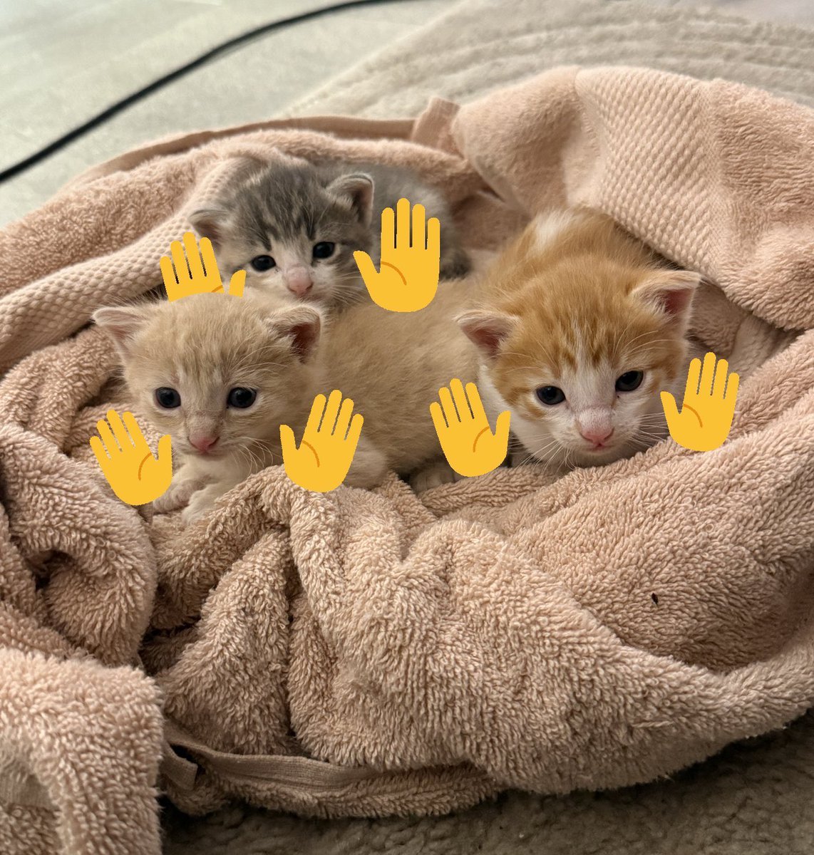 Soaringchuu's tweet image. 