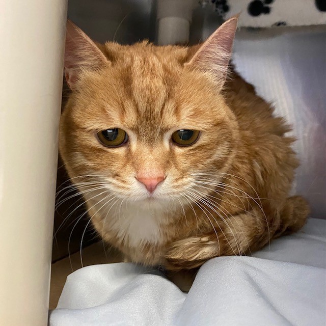 PetfindToronto's tweet photo. #DUPONT #OSSINGTON Pls RT2unite #FOUND #CAT- 1-Feb-26 #Toronto Animal Services A1027205 #WEST 416-338-6271 ORG TABBY WHT DSH F/5Yr https://t.co/gnPZLumoRj