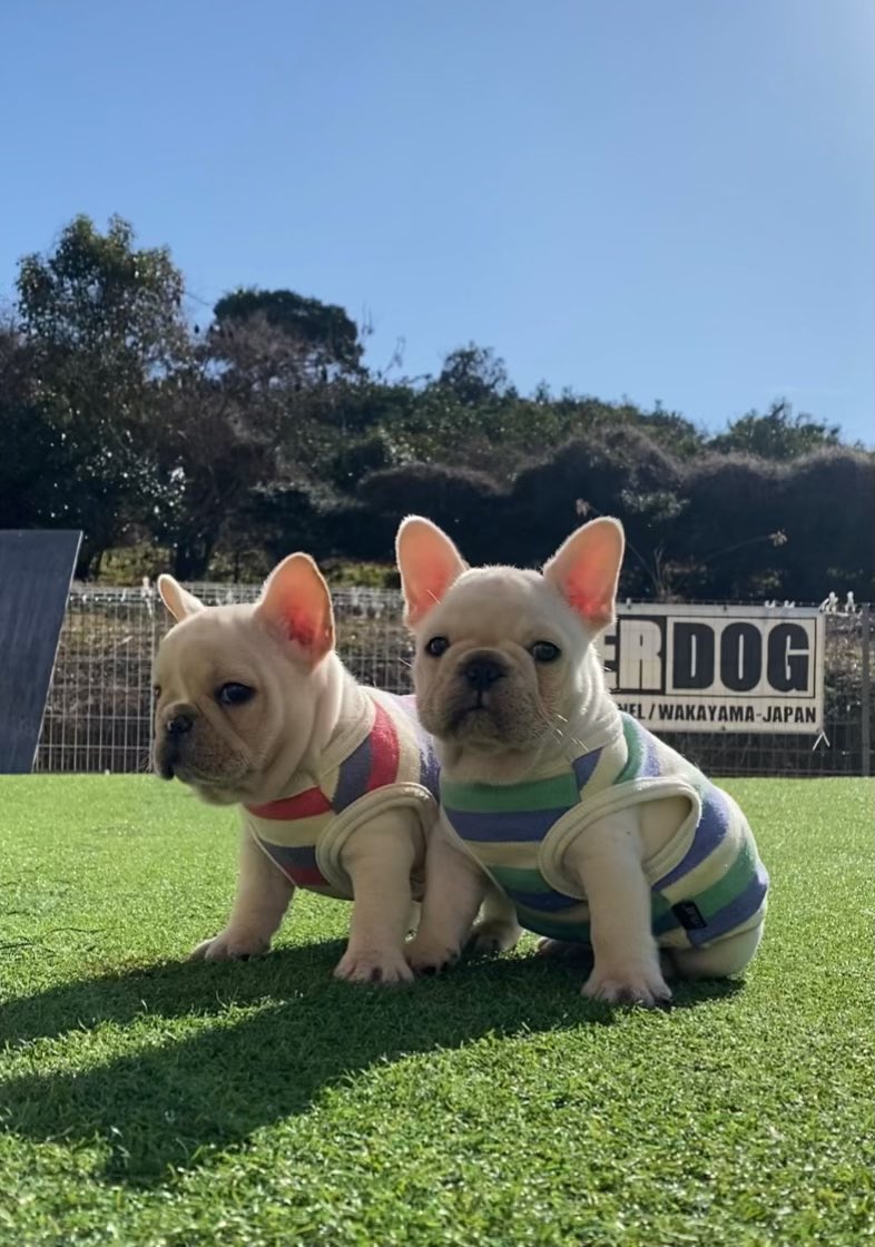 happy_fureburu's tweet photo. フレンチブルドッグ子犬
#HYPERDOG
#フレンチブルドッグ
#和歌山 https://t.co/o625FqZvOy