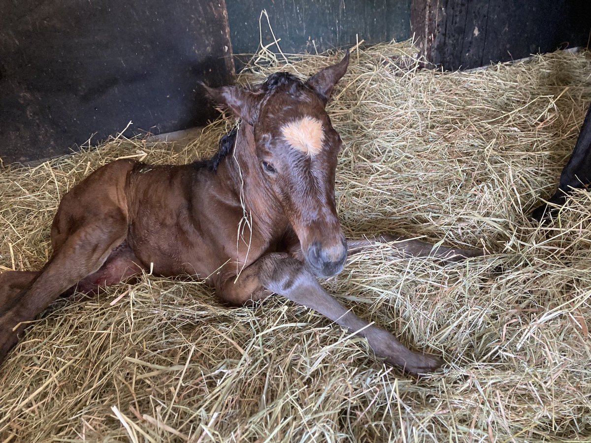 かわいい女の子の激アツショットです
ご査収くださいませ
（母:シュシュブリーズ、父:パレスマリス）

#リアルダビスタ