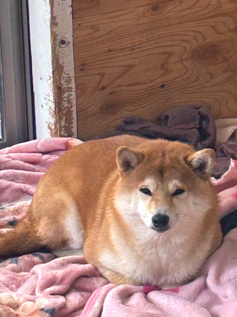 おててないない。