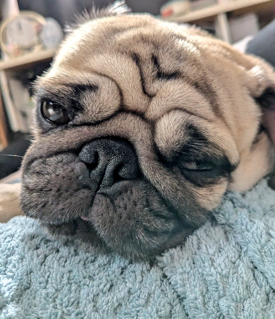 パグのこまめ (@pug_komame) / Posts / X