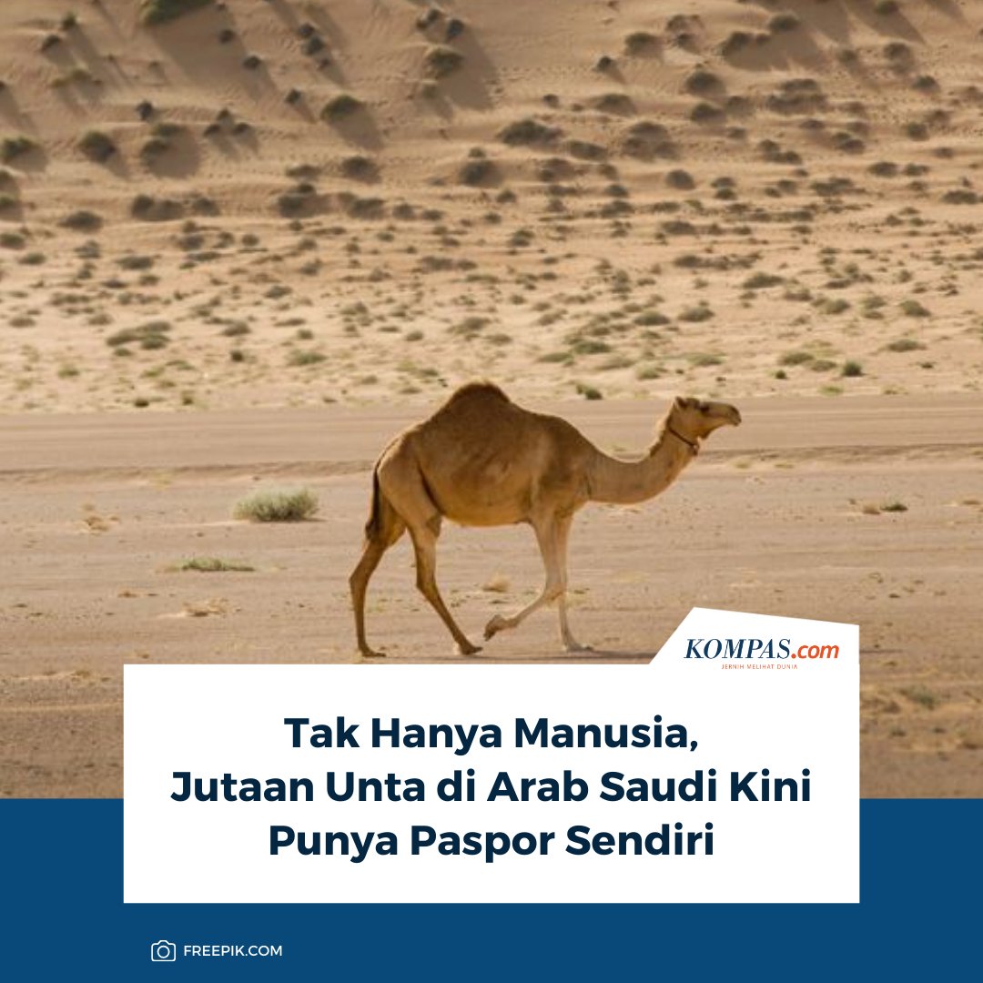 kompascom's tweet photo. Pemerintah Arab Saudi mengumumkan rencana untuk menerbitkan paspor bagi jutaan ekor unta di wilayah kerajaan tersebut.
Baca di sini: https://t.co/1m50xresEC
~AA #ArabSaudi #Unta #Paspor https://t.co/IgjFyI7ZAI