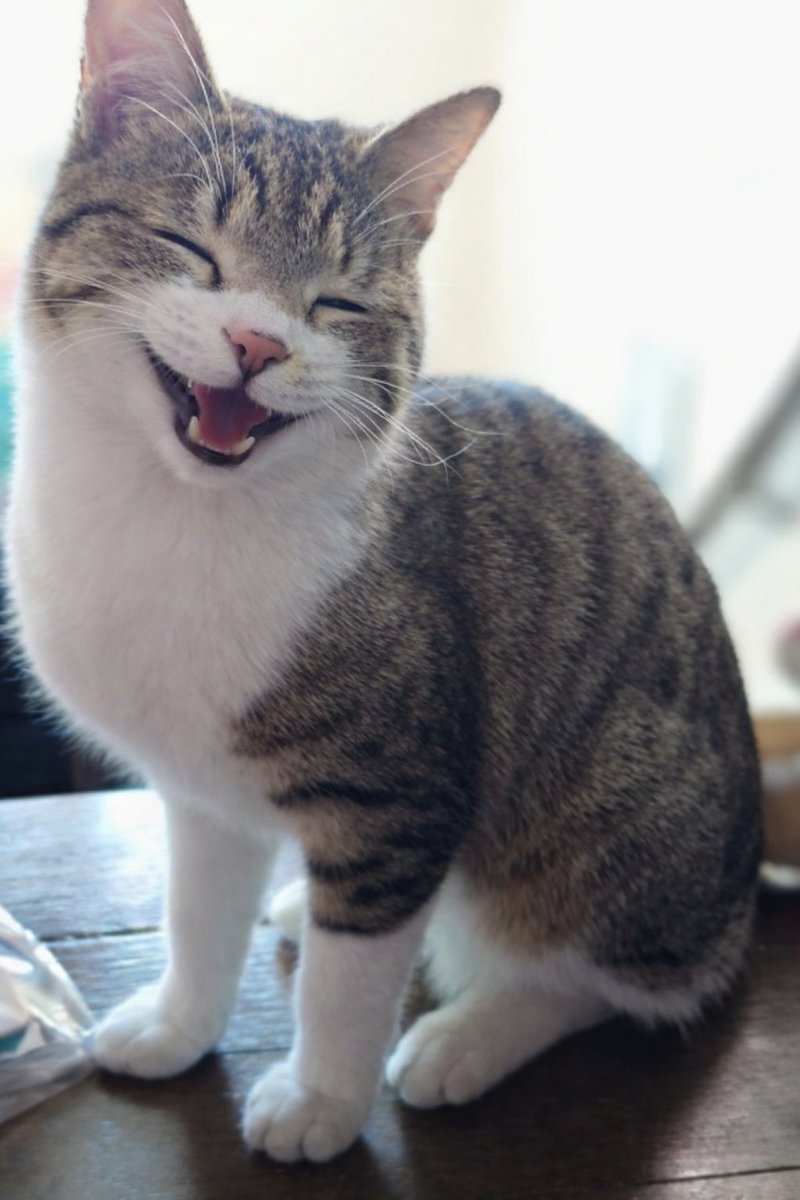 #笑顔の日   #2月5日
昨年、保護したチビちゃん🐱🐾
とっても元気！元気すぎw