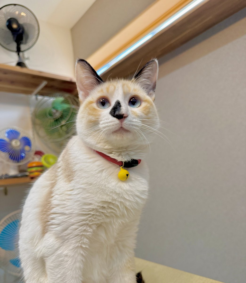 ノッコ様用•*¨*•.¸♬︎ JR 169系電車(松本運転所・改座車)基本セット｜製品情報｜製品検索