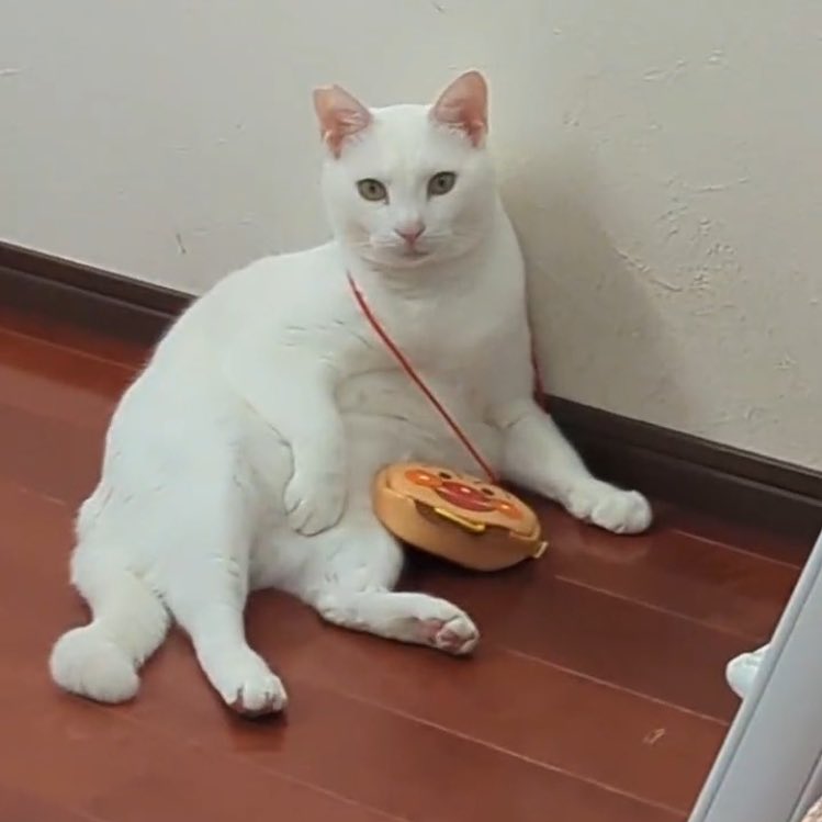 姉の家の猫ちゃんが可愛いというか、凛々しい。