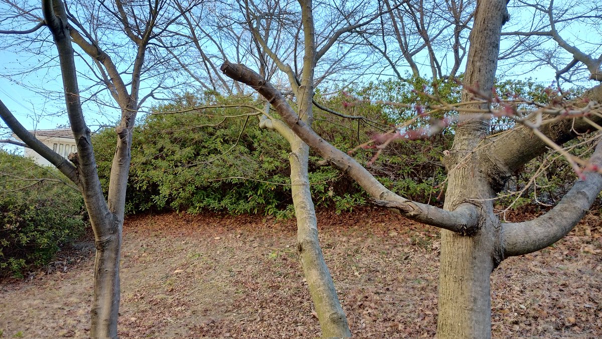 桜の枝には、小さい蕾。きっとまだ硬い。触っていないけど。
この写真では、全然わからないですね。