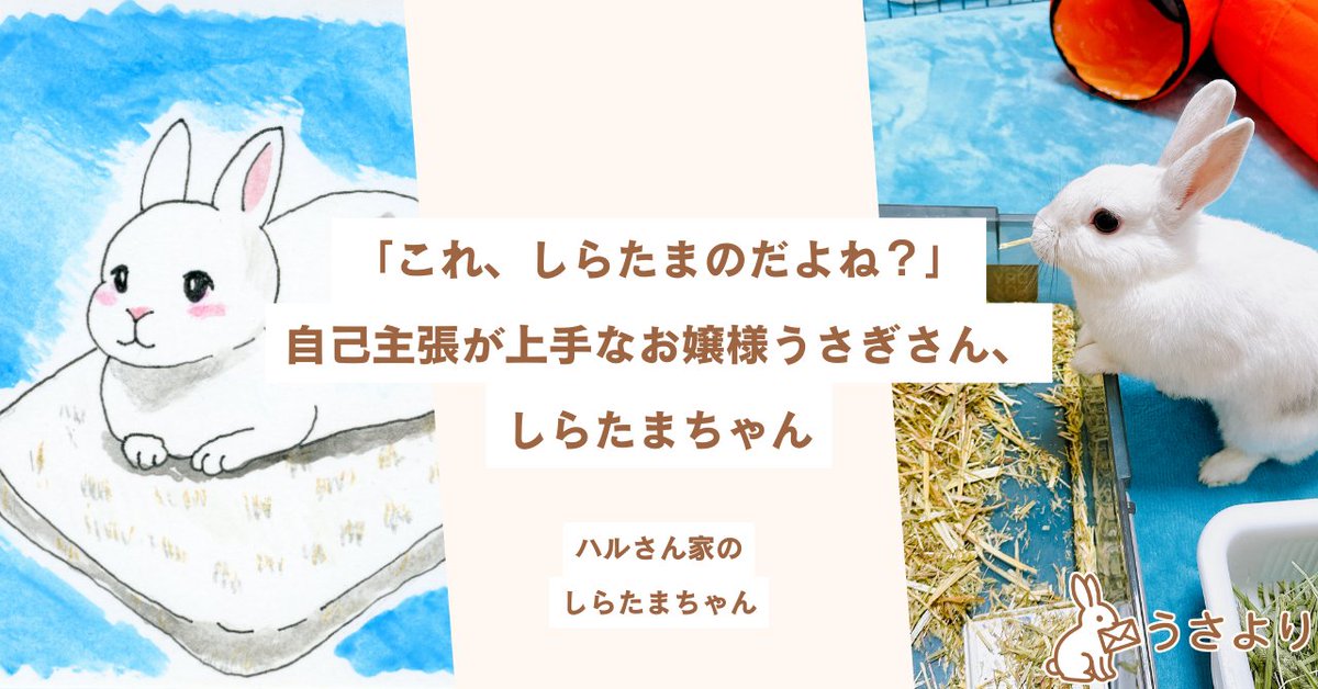 うさぎさん