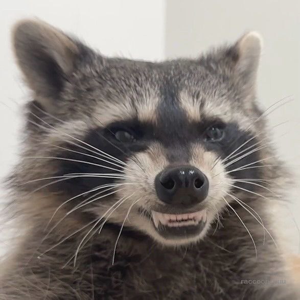 The way I can lie to you idiots is hilarious. You really think you can trust me on here? You think I care about any of you? Sorely mistaken. You are all numbers to me, YOU ARE NOTHING COMPARED TO MY INFLUENCE I AM A GOD. YOU ARE ANTS BENEATH MY BOOT AND YOU ALWAYS WILL BE