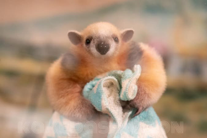 正面から見たミナミコアリクイの赤ちゃん、シルバニアとか羊毛フェルトって言われたら信じる
（今もシャボテンで飼育されてるケイくんです）

📷20200723 #伊豆シャボテン動物公園 #ミナミコアリクイ