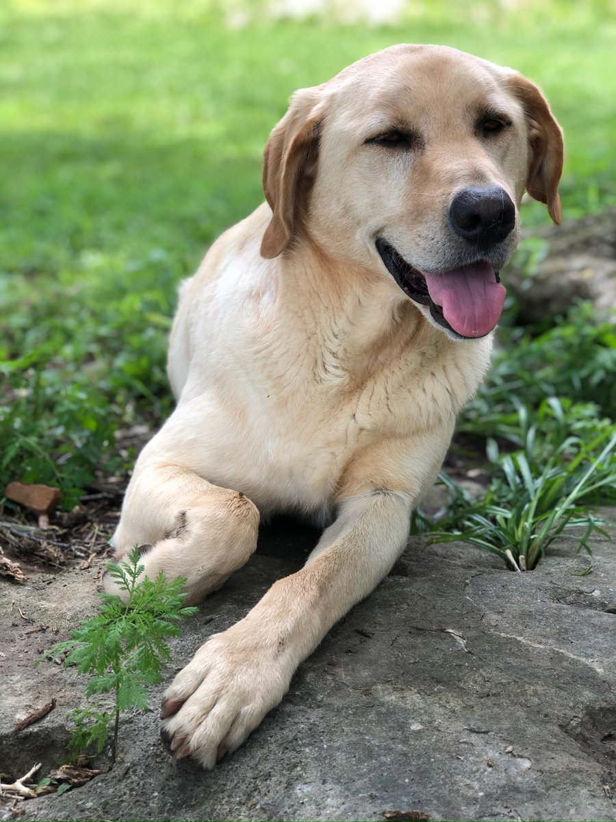 topperstarCN's tweet image. All paws ready . We are rushing the  producing , packing, shipping of our Airpods pro 3 tips ..Catch last shipment before CNY holidays. 
 
#airpodspro3 #Earplug #Topperstar #ChineseManufacturer