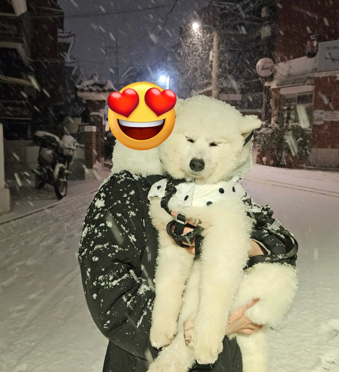 몰랑이의 입양처를 찾습니다
1살도안됨(11개월추정) 새끼때 유기/ 사모예드믹스/8kg
남아 중성화완료입니다

하남시보호소에서 영양실조로 마른애를 구조했다고해요
영양실조가 있었어서 그런지 밥먹을때 예민하다고합니다
제가 임보했던 루키의 전임보자님께서 임보하는 아이라 같이 홍보해봅니다!!