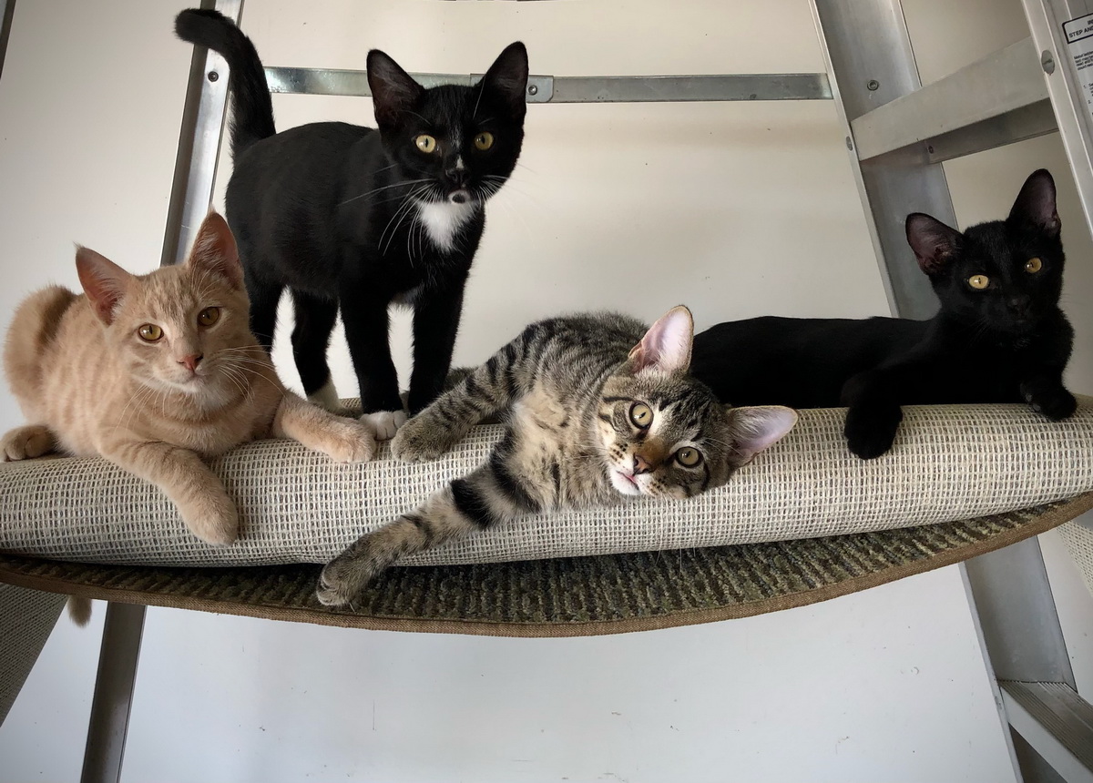 topperstarCN's tweet image. All paws ready . We are rushing the  producing , packing, shipping of our Airpods pro 3 tips ..Catch last shipment before CNY holidays. 
 
#airpodspro3 #Earplug #Topperstar #ChineseManufacturer