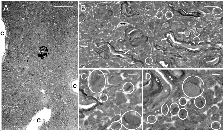 Kai Micah Mills tweet media