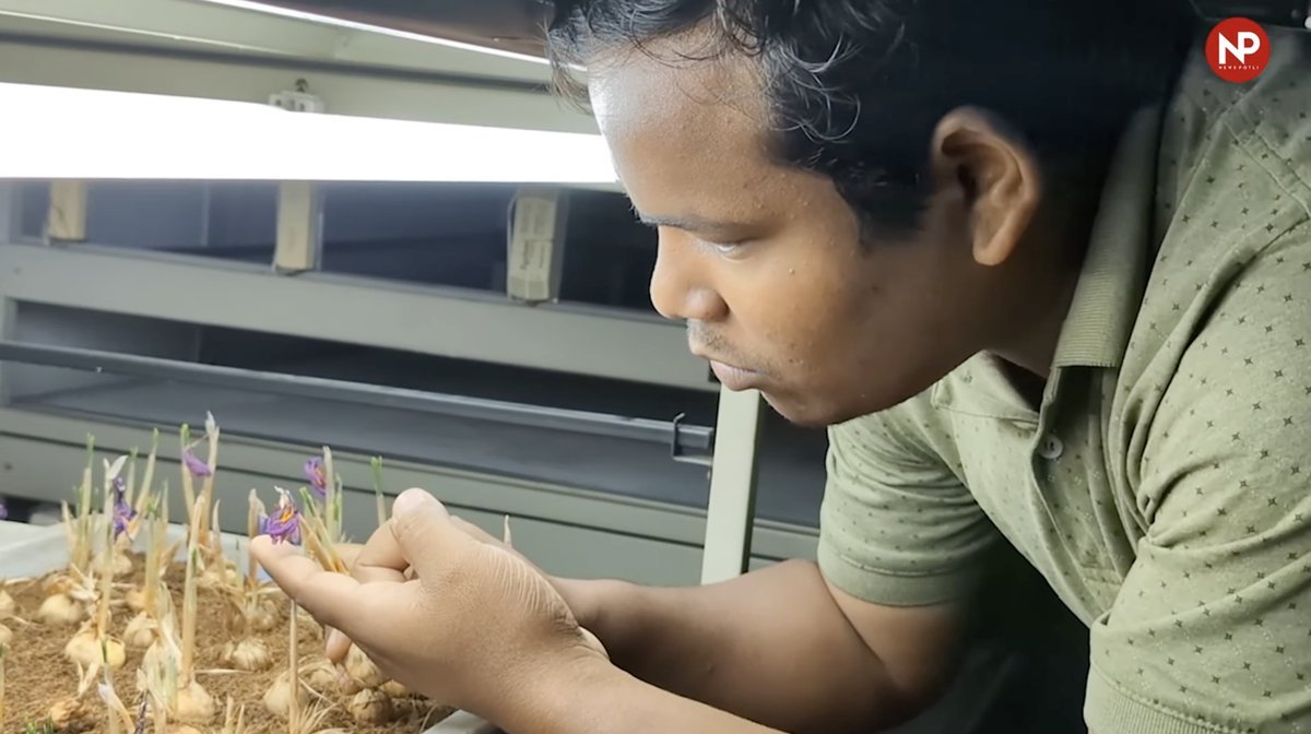 PotliNews's tweet image. क्या आपको पता है कि लाखों रुपये किलो बिकने वाला केसर अब आप अपने घर में भी उगा सकते हैं? 
लेकिन इसके लिए एक सही तय तापमान और उचित वातावरण होना जरूरी है। 
वीडियो देखिए और समझिये - youtu.be/Wg2aiR76u2M?si… 

#NewsPotli #Saffron #indoor #farming