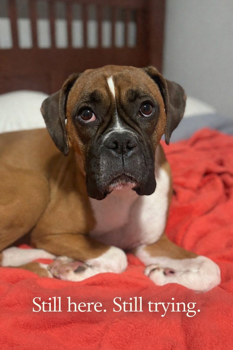 Bark & Beyond®️🇺🇸 tweet media