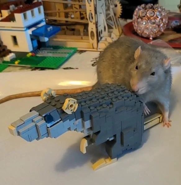 Rats (@legalizerats) on Twitter photo 